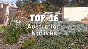 Garden landscape with various Australian native plants, featuring the text "TOP 16 Australian Natives" in bold white letters, showcasing Plants for Incredible Fragrance.