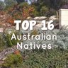 Garden landscape with various Australian native plants, featuring the text "TOP 16 Australian Natives" in bold white letters, showcasing Plants for Incredible Fragrance.