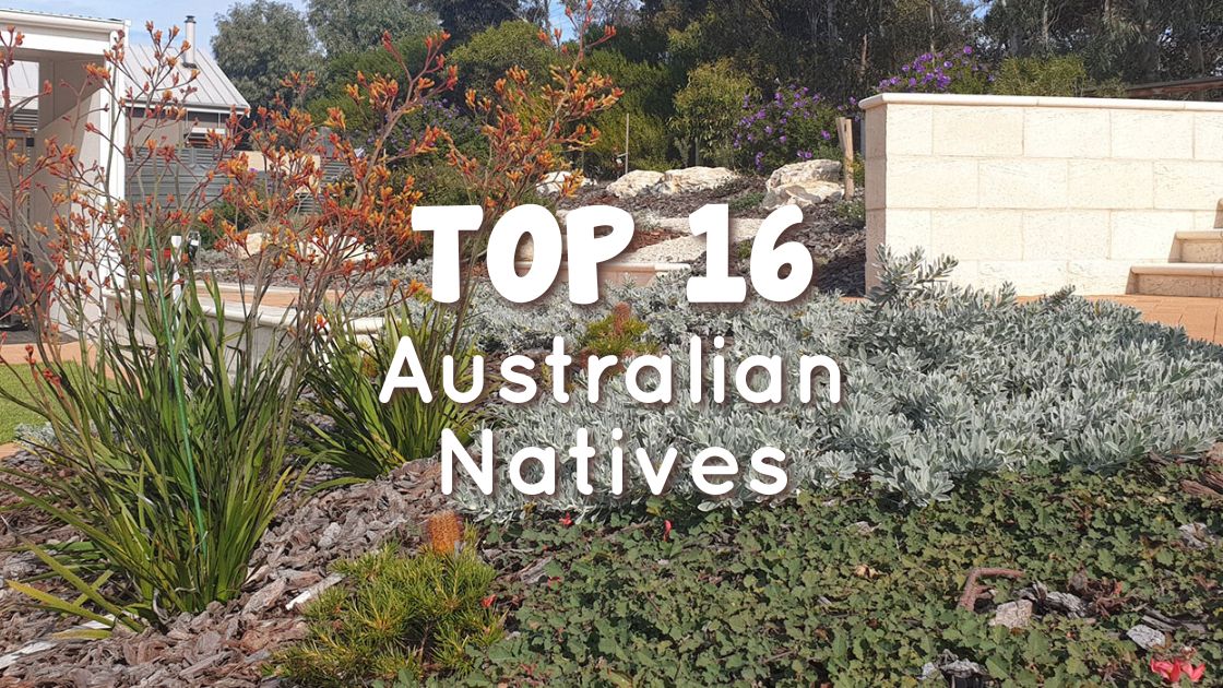 Top 16 Australian Natives