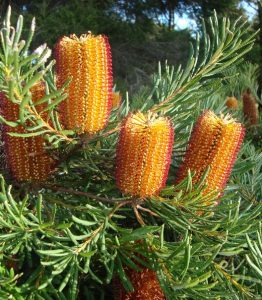 Close-up of a Banksia plant with orange and red cylindrical flower spikes and green, needle-like leaves in a garden or wild setting.