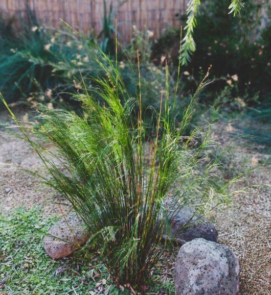 A cluster of green ornamental grasses, including Baloskian 'Tassel Cord Rush' 6" Pot (Copy), grows amidst small rocks and pebbles in a garden area with a bamboo fence in the background.