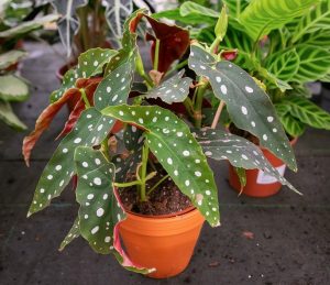 A potted Begonia maculata plant with green leaves covered in white spots sits on a dark surface, surrounded by other plants.