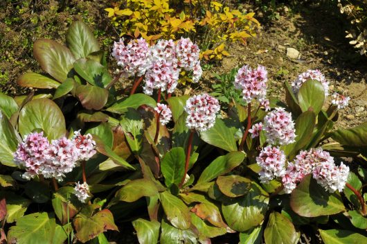 Bergenia 'Fire and Ice' flowers, displaying clusters of pink and white blooms with large green leaves, planted in a 6" pot. The setup is complemented by surrounding soil and yellow foliage in the background.