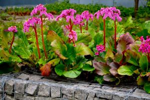 A garden bed made of stone blocks and metal wire frames contains large green leaves and pink Bergenia flowers in bloom, alongside a pot featuring the delicate Bergenia 'Bressingham White' from a 6" pot.