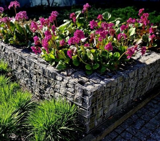 A rectangular wire mesh planter filled with rocks holds blooming pink flowers with green foliage. The Bergenia 'Winter Glow' 6" Pot adds a vibrant touch to the outdoor garden next to a walkway, with grassy plants nearby.