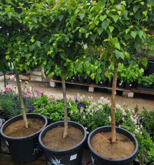 Three Betula 'Lollipop' Silver Birch (Standard 1m) trees in 13" pots with lush green leaves are lined up in a garden center, surrounded by various flowering plants.