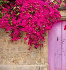 Pink bougainvillea flowers cascade over a stone wall next to a matching pink wooden door.