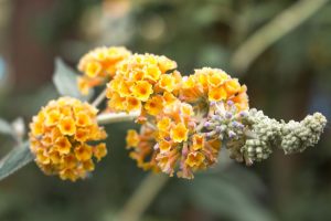 Close-up of a cluster of small, yellow and orange flowers on a green stem with blurred foliage in the background, perfect for displaying in the Buddleja 'Sungold' 4" Pot. This vibrant bloom belongs to the Buddleja 'Sungold' variety.