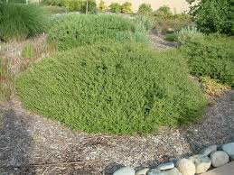 A lush Coprosma kirkii 5" Pot is surrounded by mulch and small rocks, creating a beautiful garden setting.