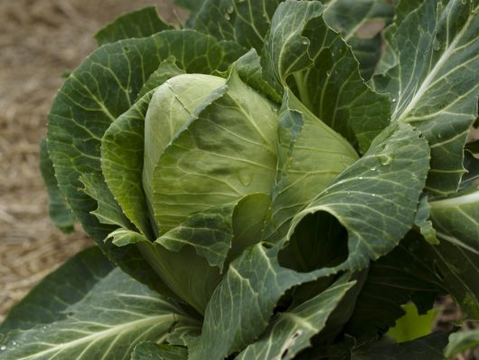 Close-up of a 'Super Red' cabbage head with large outer leaves in a garden. Small water droplets are visible on the leaves, perfectly showcasing the freshness of this vibrant vegetable.