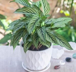 A beautiful Calathea 'White Pinstripe Plant' 6" Pot, featuring green and white striped leaves, sits gracefully in a white textured 6" pot. It's elegantly placed on a surface adorned with scattered polished stones in the background.