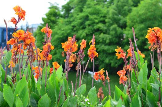 Bright orange flowers with green leaves in a garden setting, with trees in the background.