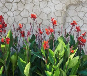 Green plants with tall stems and vibrant red flowers are in front of a textured, stone-patterned wall.