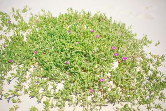 Green shrub with small pink flowers growing on sandy terrain under bright sunlight.