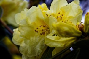 Close-up of yellow Rhododendron 'Golden Fantasy' flowers in bloom, showcasing detailed petals and stamens. The image captures the texture and delicate structure of these popular garden plants against a blurred background.