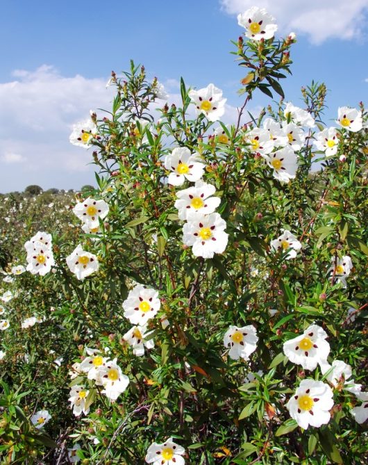 A bush with numerous white flowers featuring yellow centers and red spots, under a partly cloudy sky.