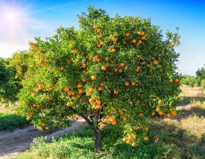A tree with a lush canopy of green leaves is laden with numerous ripe oranges, set in a sunlit, grassy orchard.