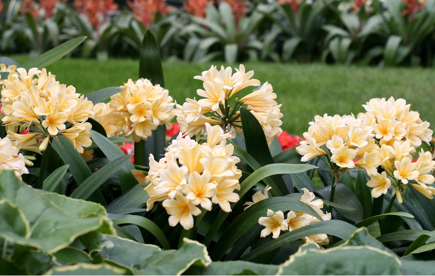 Clusters of pale yellow flowers with green leaves in a garden setting, a lush lawn and orange flowers in the background.