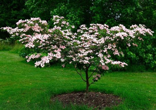 A Cornus 'Eric Gennett' Dogwood, planted in a 16" pot, displays its pink and white blossoms amidst a green lawn surrounded by lush greenery.