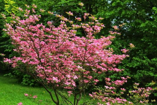 A vibrant Cornus 'Eric Gennett' Dogwood from the 16" pot collection, adorned with pink blossoms, stands against a lush green foliage backdrop.