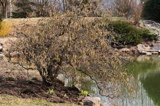 A contorted hazel tree with yellow catkins stands near a pond surrounded by rocks and mixed vegetation on a late winter or early spring day.