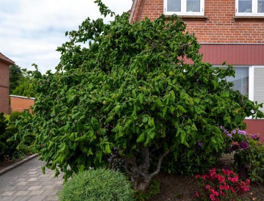 A large, leafy Corylus 'Crazy Filbert', encased in a 24" pot, with dense foliage is growing next to a brick house and surrounded by various plants and flowers.