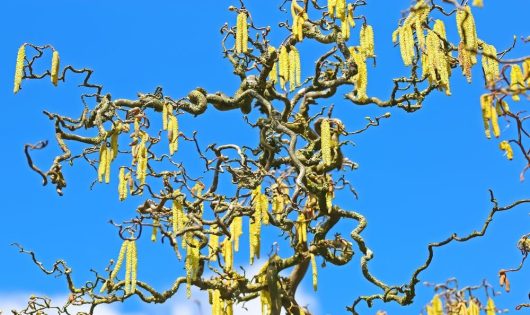 The twisted branches of the Corylus 'Crazy Filbert' 24" Pot, adorned with yellow catkins, reach out against a bright blue sky, showcasing the unique beauty of this tree in nature.