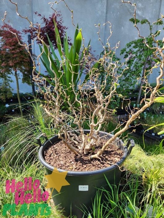 A Corylus 'Crazy Filbert' in a 24" black pot, alongside a curly willow tree, flourishes among diverse plants in a garden setting.