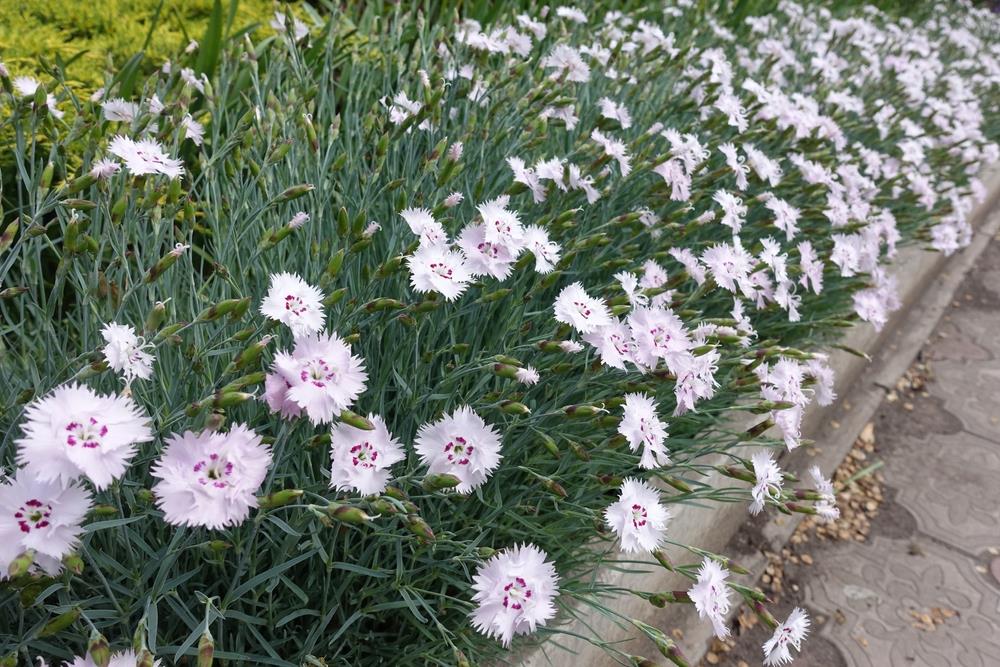 A cluster of light pink Dianthus 'Memories' with fringed petals blooms along the edge of a sidewalk. The flowers, reminiscent of cherished memories, are densely packed in a vibrant floral border that could easily thrive in a 6" pot.