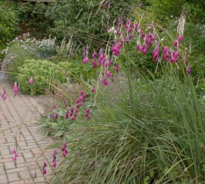 A garden with clusters of Dierama 'Pink Fairy Fishing Rods' from 6" pots, exhibiting numerous small, bright pink flowers on tall, grass-like stems next to a brick pathway. Lush greenery is visible in the background.