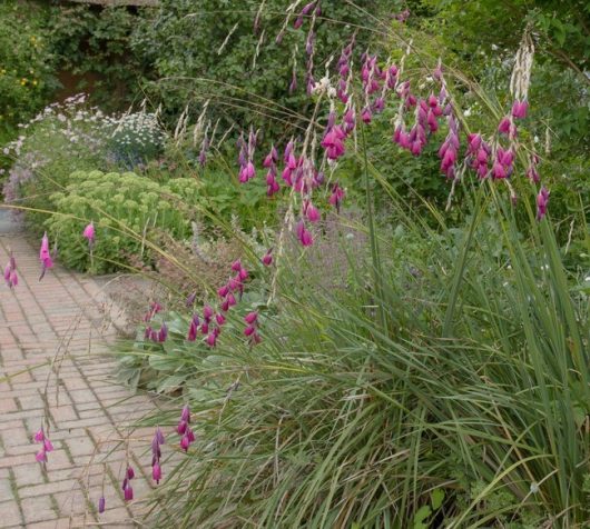 A garden with clusters of Dierama 'Pink Fairy Fishing Rods' from 6" pots, exhibiting numerous small, bright pink flowers on tall, grass-like stems next to a brick pathway. Lush greenery is visible in the background.