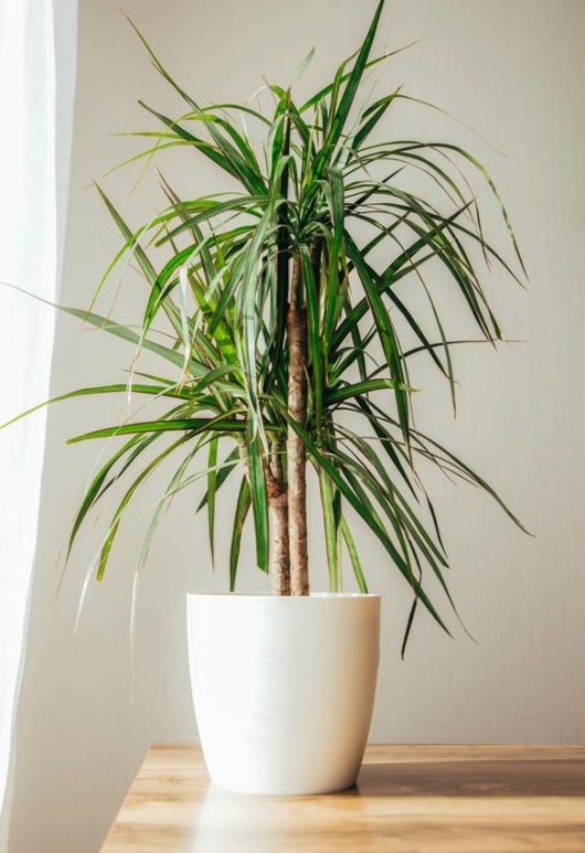 A potted dracaena plant with long, narrow green leaves sits on a wooden surface against a light-colored wall and next to a white curtain.