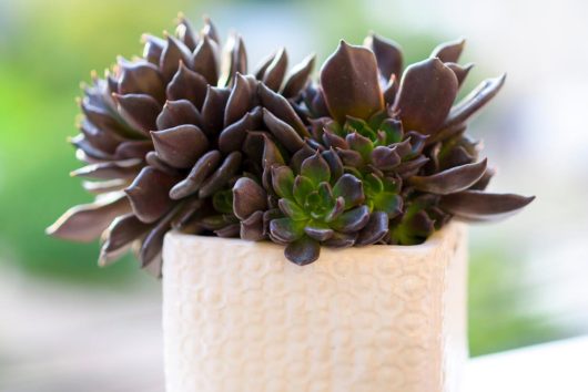 Close-up of dark green and purple Echeveria succulents, featuring the striking Echeveria 'Black Prince' Succulent in a 4" textured white pot. The background is a blurred natural setting.