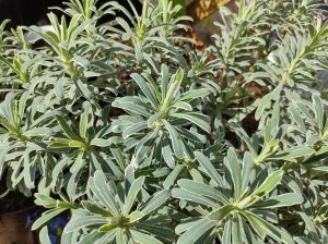 Close-up of a cluster of Euphorbia 'Diamond Frost' 6" Pot (Copy) plants with vibrant green leaves and white edges, flourishing outdoors in a garden setting.