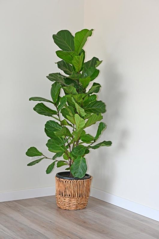 A large Fiddle Leaf Fig plant in a woven basket sits against a plain white wall on a light wood floor.