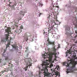 Close-up of pink cherry blossoms on branches in full bloom, creating a soft, blurred background with delicate petals cascading down.