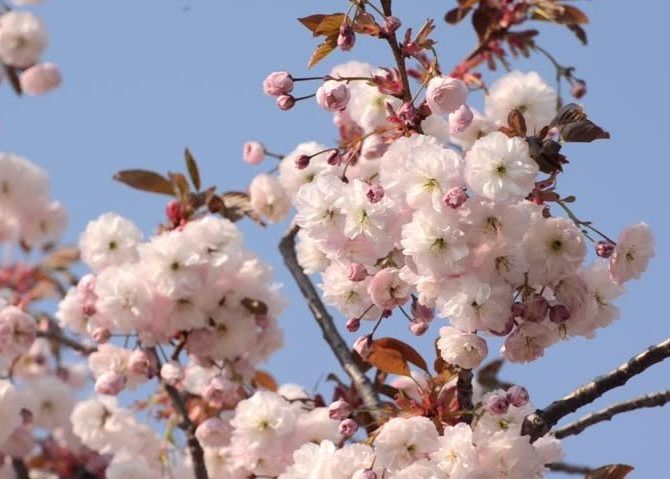 Cherry blossom branches with clusters of pink and white flowers against a clear blue sky create a stunning backdrop, reminiscent of the best magnolias for early spring.