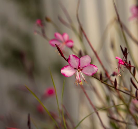 Close-up of delicate Gaura 'Freefolk Rosy' Butterfly Bush flowers with slender pink petals and red-tipped buds, set against a blurred, neutral background.