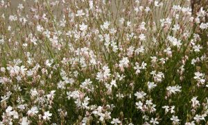 A dense cluster of white wildflowers with delicate petals and green stems, including the Gaura 'Lillipop Blush' Butterfly Bush in a 6" pot, beautifully complements the garden's Butterfly Bush.