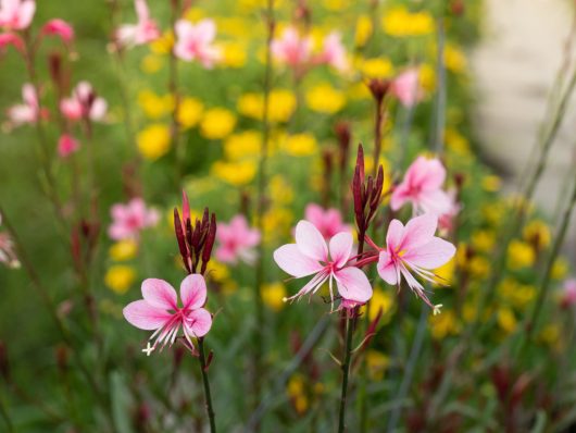 Close-up of pink Gaura 'Lillipop Blush' Butterfly Bush flowers with dark red buds in front of a blurred background of yellow blooms and green foliage.