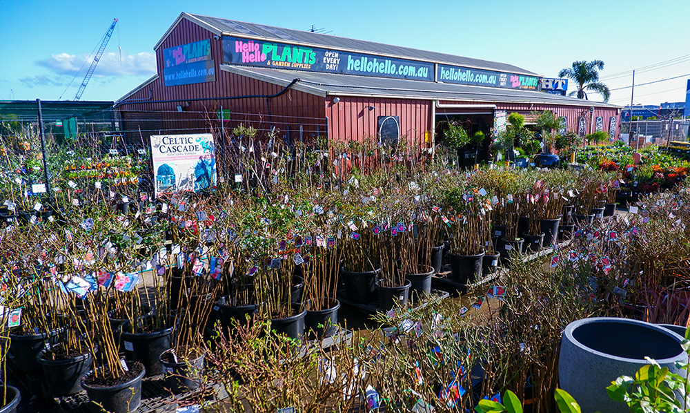 Image of an outdoor plant nursery with various potted plants, featuring a section dedicated to bare rooted roses. A large building in the background has colorful signage displaying "Hello Hello Plants & Garden Supplies.