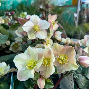 Close-up of pale pink hellebore flowers with yellow centers, surrounded by green leaves in an outdoor garden setting.