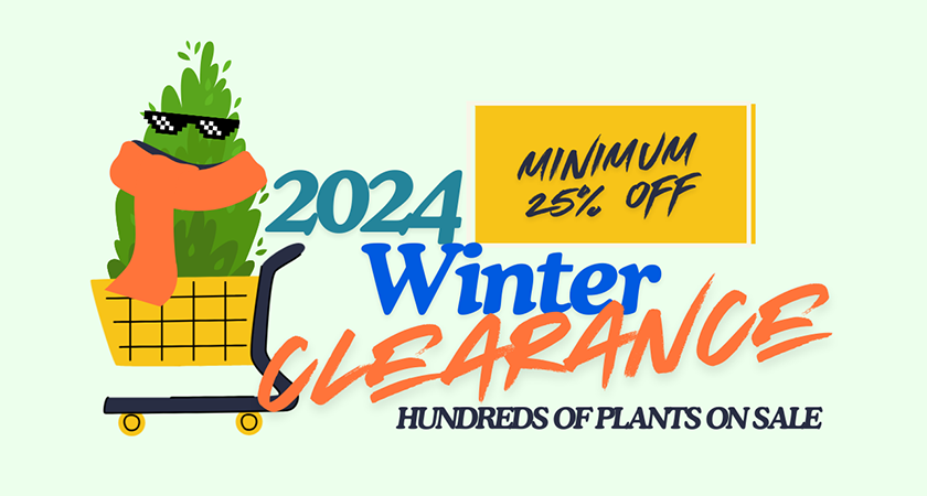 Promotional graphic for a 2024 winter clearance sale. Text reads "Minimum 25% off. Hundreds of plants on sale, including the best magnolias for early spring." Shows a stylized plant in a shopping cart wearing sunglasses and a scarf.