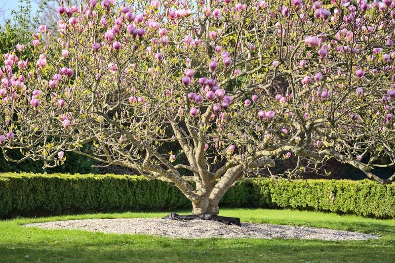 A blooming magnolia tree with pink flowers, one of the best plants for incredible fragrance, stands in a garden surrounded by a neatly trimmed hedge and green grass.