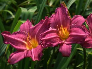 Close-up of two vibrant pink daylilies, reminiscent of the Hemerocallis 'Stella Citron' 6" Pot (Copy), with yellow centers set against a backdrop of lush green leaves.