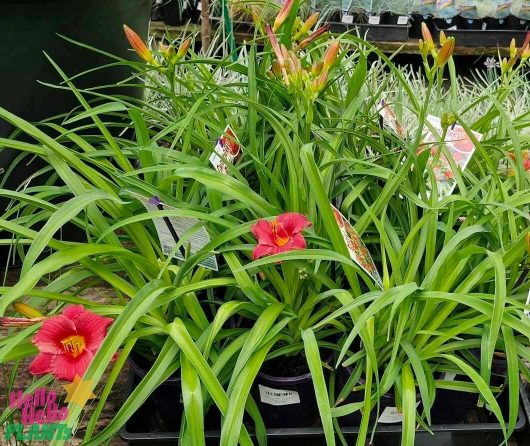 Hemerocallis 'Cranberry Baby' plants, with their lush green leaves and striking red flowers, are elegantly displayed on a wooden table in 6-inch pots.