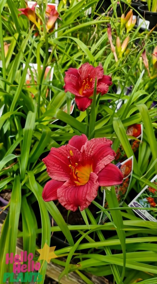 Close-up of two Hemerocallis 'Cranberry Baby' daylilies, showcasing their vibrant yellow centers amidst lush green leaves in a garden setting.