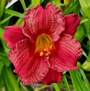 The Hemerocallis 'Cranberry Baby' 6" Pot features striking, ruffled red petals with a vivid yellow center, complemented by lush green foliage.