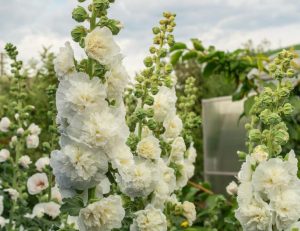 Close-up of the Hollyhock 'Celebrity White' flowers blooming in an outdoor garden, surrounded by greenery and a building in the background under a cloudy sky.