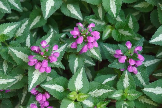 Close-up of green Lamium 'Sensation' leaves with white edges and clusters of magenta flowers blooming among them, all thriving in a 6" pot—a true sensation for any plant lover.